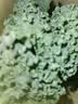 新鲜羽衣甘蓝生鲜蔬菜嫩叶云南甘兰芥蓝西餐沙拉榨汁减脂直播间 羽衣甘蓝减脂尝鲜装1斤 实拍图