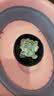 随机多肉植物盆栽新手好养易存活办公室桌面绿植 随机发货（1盆） 实拍图