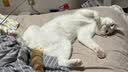 皇家猫粮 成猫猫粮 营养均衡 F32 通用粮 1-7岁 2KG 实拍图