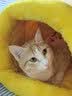 皇家猫粮 成猫猫粮 营养均衡 F32 通用粮 1-7岁 4.5KG【宠物金选】 实拍图