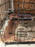 京东京造 宠物湿巾100片*3包 免洗湿纸巾EDI纯水猫狗通用无毒可舔舐除菌 实拍图