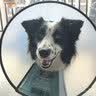 憨憨乐园伊丽莎白圈耻辱圈狗狗猫项圈猫咪头套宠物脖套大型犬防咬圈用品1 实拍图