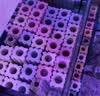 疯狂水草5效细菌屋柱滤材硝化细菌鱼缸鱼池过滤材料过滤石滤材/配件陶瓷环 实拍图
