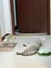 皇家猫粮 成猫猫粮 户外成猫 O30 通用粮 12月以上 4KG 实拍图
