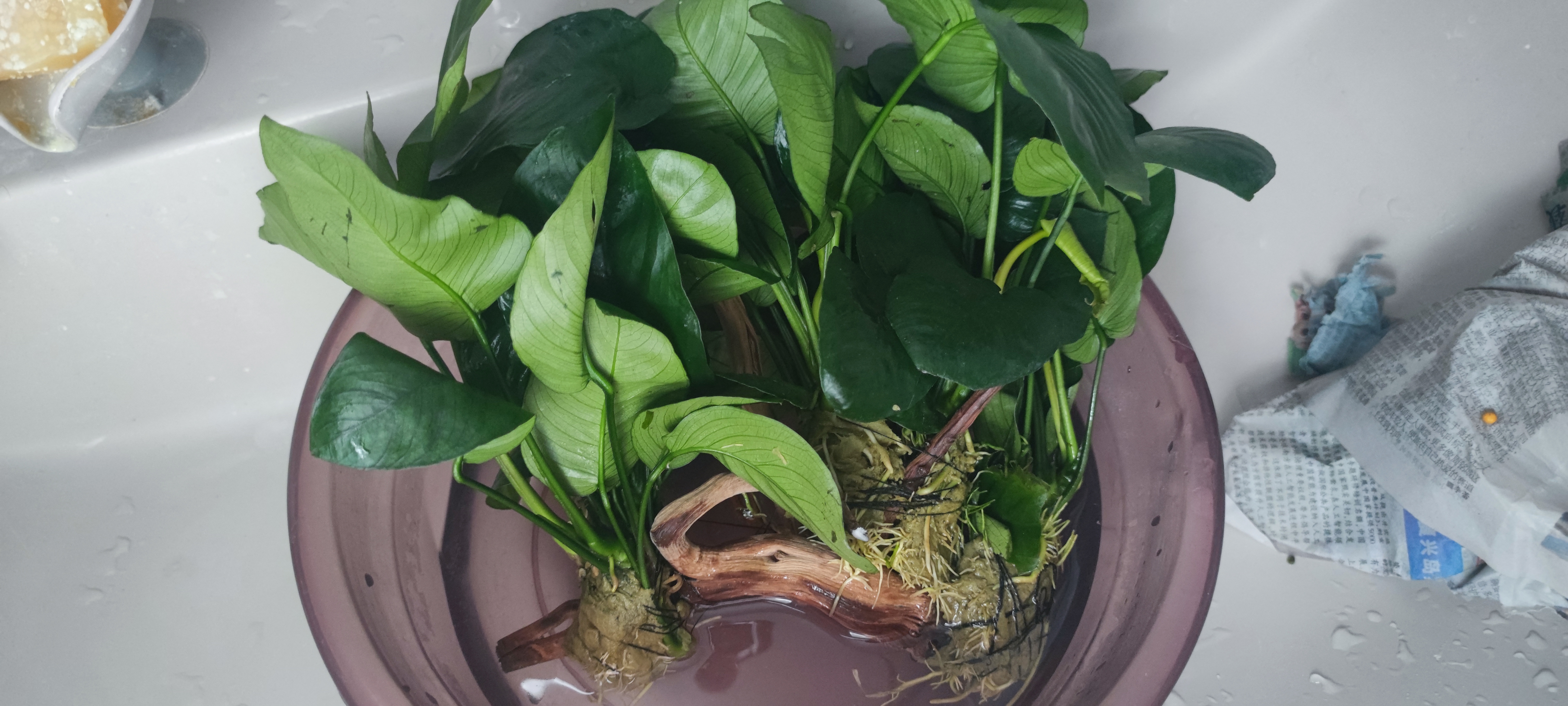 云峰海瑞水草活体懒人草鱼缸造景活体水草套餐鱼缸水草有茎类中后景真水草 大水榕6头沉木 实拍图