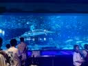 【活蟹】漁家师傅大闸蟹全母3.0-3.3两8只去绳足重鲜活螃蟹现货生鲜水产礼盒金秋送礼 实拍图