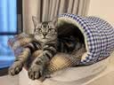 阿柴与猫猫窝舒适保暖半封闭式可拆洗四季通用猫咪窝狗窝猫床猫屋幼猫窝垫 实拍图