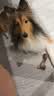 HELLOJOY狗狗零食大礼包960g成犬幼犬磨牙训练宠物零食福袋礼盒 1.92斤 实拍图
