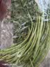 蒿子杆300g(茼蒿） 实拍图