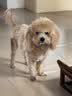 皇家狗粮 成犬狗粮 犬粮 宠物小型犬 PR27 全价犬粮≥10月2KG 实拍图