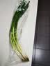 蘸酱小葱约150g 实拍图