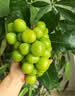 【中秋礼盒】阳光玫瑰青提1.5kg(单果8g起) 实拍图