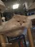 珑小宠猫爬架猫窝加粗大型猫树一体太空舱猫架子小户型不占地麻绳猫玩具 127cm 4层 【太空舱木屋款】 实拍图