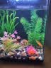 萌嘟星宠仿真水草鱼缸造景套装水族箱布景装饰摆件假植塑料假水草 11件套 实拍图
