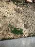 营养土养花种菜土壤有机兰花多肉植物盆栽种植椰砖土通用型 有机营养土10斤【园艺师专研配方 实拍图