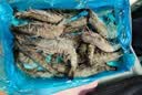GUO LIAN国联特大号黑虎虾斑节虾无冰盐冻净重2斤20-30只海鲜家宴礼品 实拍图
