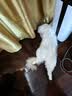 鲜朗低温烘焙猫粮 禽肉配方幼猫成猫奶糕无谷全价猫粮鲜郎 【禽肉配方】猫粮2kg 实拍图