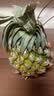 广东湛江徐闻菠萝 香水菠萝 热带水果 【活动期间合并发货】1个 净重1.3-2斤 实拍图