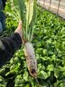 拜杰豆浆过滤网挤馅袋隔渣神器中药过滤网防虫储物袋网兜40*50cm200目 实拍图