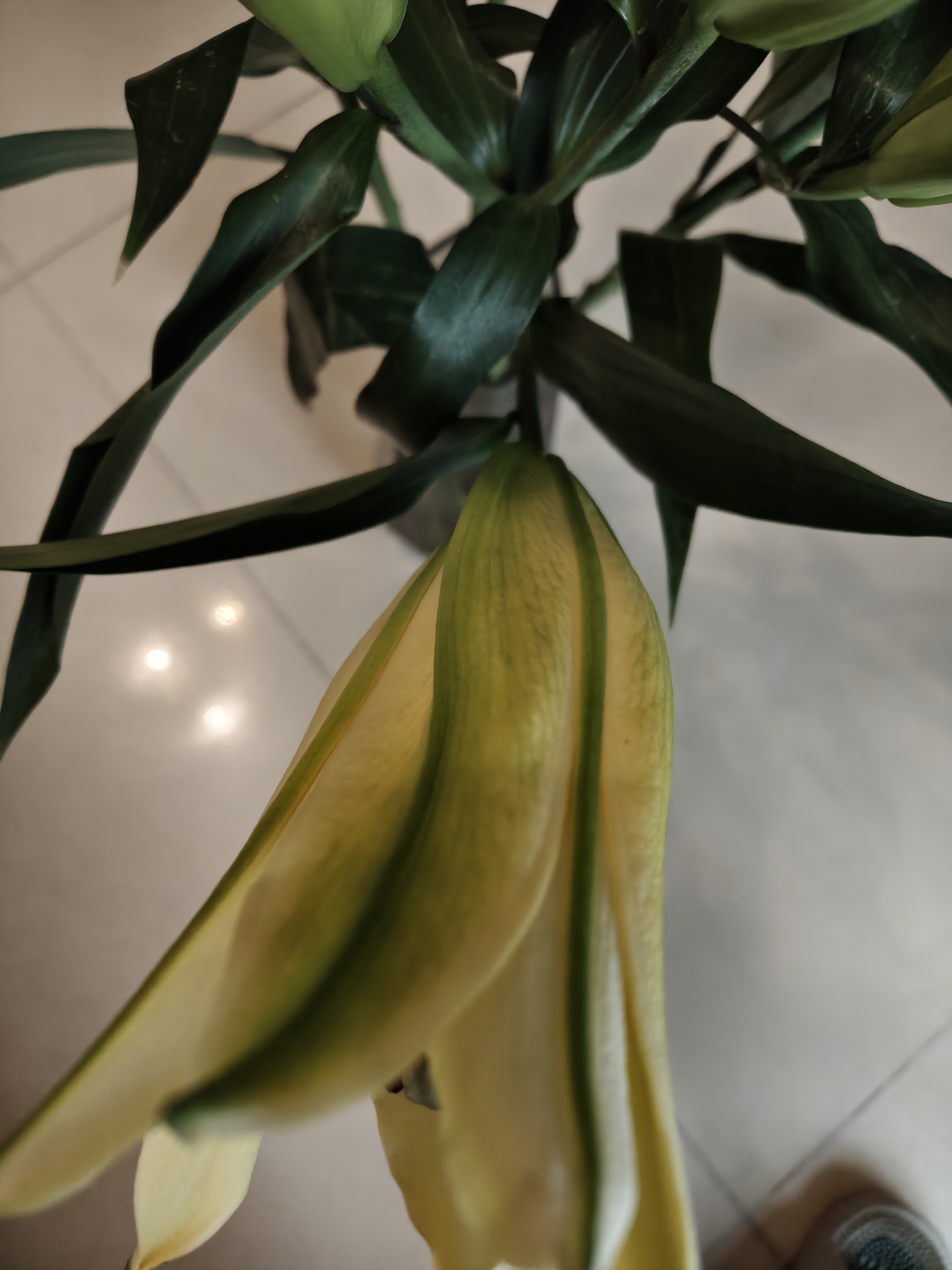 吉米鹿香水百合花鲜花A级【黄色12朵】3-4枝云南基地鲜切花束源头直发 实拍图