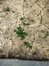营养土养花种菜土壤有机兰花多肉植物盆栽种植椰砖土通用型 有机营养土10斤【园艺师专研配方 实拍图