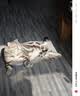 普安特宠物猫咪驱虫药驱虫体内外一体幼成虫跳蚤犬虱非泼罗尼爱滴克套装 实拍图