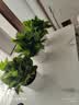 京东绿植绿萝盆栽除甲醛花卉绿植办公室新房净化空气180白竖纹4盆源头直 实拍图