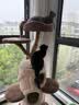 兽牌树屋猫爬架大型猫树猫窝一体实木猫抓柱小户型猫架子豪华冬季保暖 树屋猫爬架【经典色】 实拍图