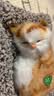 亦趣仿真猫玩偶会叫小猫咪毛绒玩具摆件可爱猫咪公仔女孩儿童生日礼物 会叫橘花猫咪+毛绒垫子 实拍图