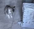 霍曼（Homerun）Real智能自动喂食器猫粮定时猫猫咪自动投食机PF20（不锈钢碗） 实拍图