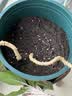 墨斗鱼花盆加仑盆加厚高款2加仑*3多肉绿萝月季盆栽树脂塑料简约带托盘 实拍图