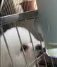 伯纳天纯中大型犬全价成年犬粮金毛宠物主粮羊肉蔓越莓15kg囤货装 实拍图