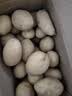 京喜加新鲜黄心土豆农家自种内蒙古黄皮马铃薯黄心洋芋减脂早餐 黄心土豆 8斤 带箱 50g起/单果 实拍图