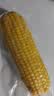 十月稻田 黄糯玉米 8根 3.52斤 真空包装 东北甜粘玉米棒 低脂早餐 实拍图