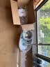 百家好世旋转拖把2头免手洗手压甩水拖干湿两用家用吸水双驱动神器 实拍图