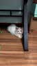 喔喔（WOWO）全价猫粮 经典大蓝包冻干三鲜 成猫幼猫通用猫干粮 鳕鱼虾3斤 实拍图
