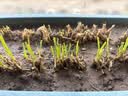 史丹利3L包装营养土园艺有机土通用型种花种菜养花专用泥炭土壤种植土 实拍图