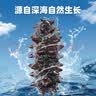 赵家大连即食海参海鲜水产底播刺参净含量1斤5-8只 礼盒源头直发 实拍图