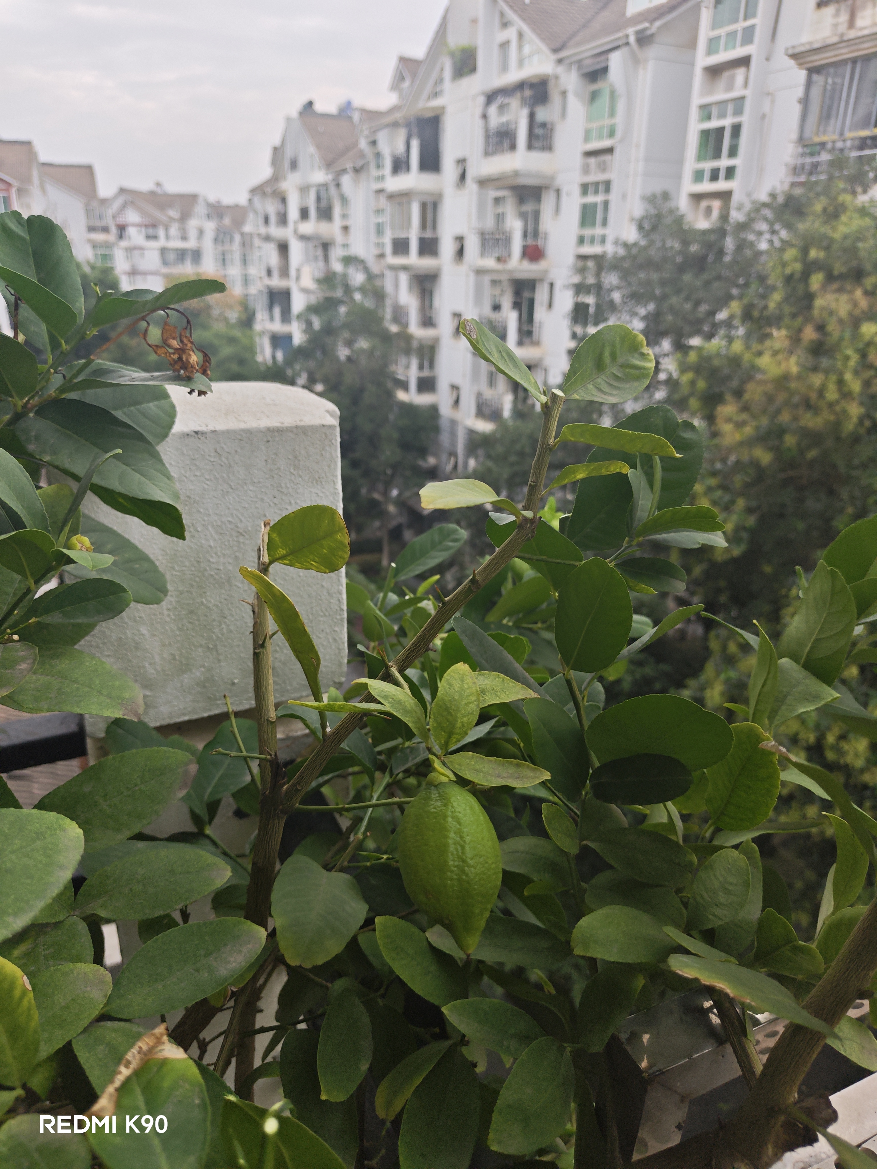 强力剪园艺剪不锈钢剪刀剪枝剪专用省力剪子花芽修花剪刀修枝剪 【厚度升级】sk5园艺剪 实拍图