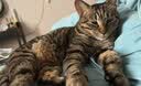 皇家猫粮 成猫猫粮 室内长毛猫 ILH35 通用粮 1-7岁 4.5KG 实拍图