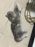 欧博方匹莫苯丹宠物猫狗心脏病肥大心力衰竭气管炎强心药 1.25mg*50片 实拍图