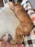 全价犬粮 鸡肉配方 10kg 10kg*1袋 实拍图