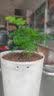 文竹盆栽绿植花卉盆景植物室内客厅水培文松云竹文竹大苗四季常青 小文竹【1颗】原盆原土球发货 高度15-25cm 实拍图
