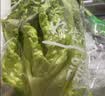【烧烤季】钟灵山罗马生菜400g 实拍图