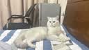 皇家猫粮 幼猫猫粮 幼猫奶糕 K36 通用粮 4-12月 10KG 实拍图