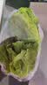 生吃意大利奶油生菜新鲜生菜即食沙拉蔬菜火锅烤肉整箱烧烤涮菜 地头现摘 鲜嫩脆甜 河南意大利生菜整箱5斤（净重4.6斤） 实拍图