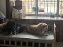 皇家狗粮 成犬狗粮 犬粮 宠物小型犬 PR27 全价犬粮≥10月2KG 实拍图