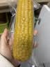 京鲜生 东北黄玉米260g*10棒 真空包装黏玉米棒粘玉米 源头直发 实拍图