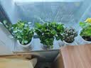 绿有意绿植盆栽多肉花卉盆栽植物室内桌面水培绿植办公室客厅植物懒人 清新3盆】栀子花+九里香+金枝玉叶 实拍图