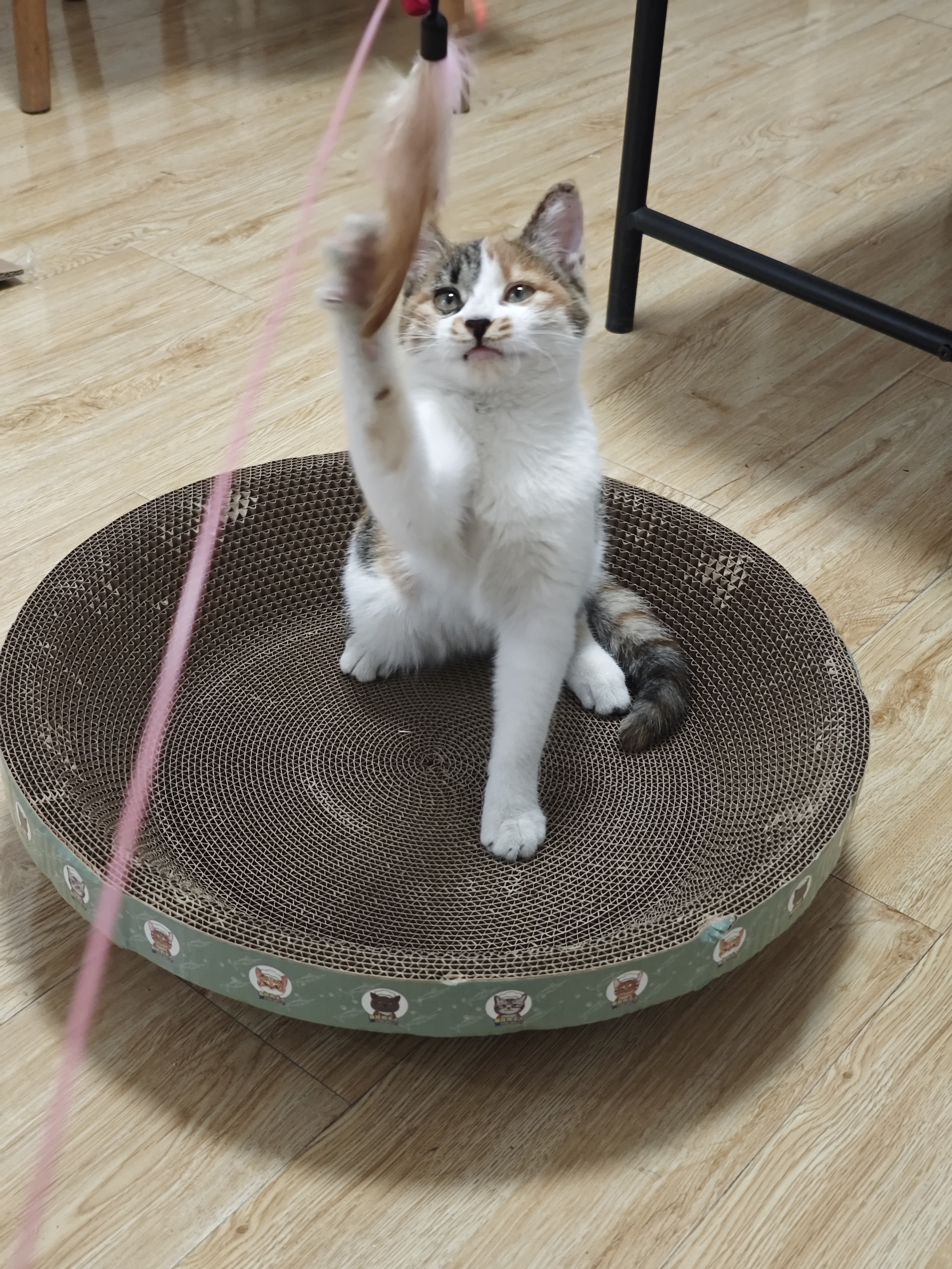 疯狂的主人猫抓板窝碗形大号猫抓盆不掉屑猫窝宠物猫玩具瓦楞纸猫爪板 实拍图